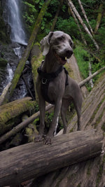 Halo Harness