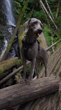 Halo Harness