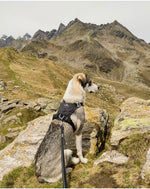 Halo Harness
