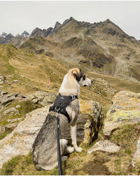 Halo Harness