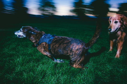 Halo Harness