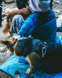 Halo Harness